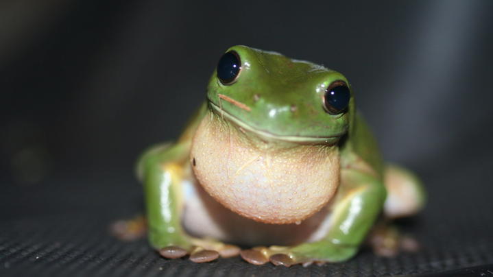 IVECO Eurocargo ML75E220 CHŁODNIA