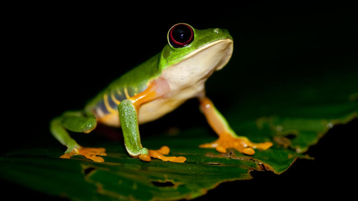 IVECO Daily 35C14 CHŁODNIA