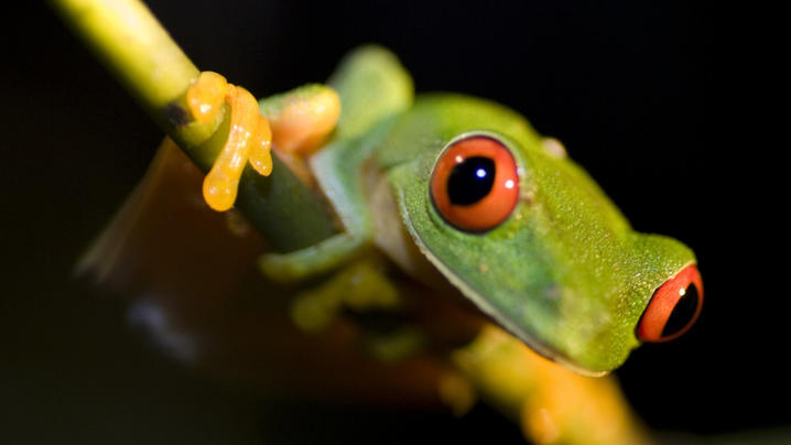 IVECO Eurocargo ML120EL220 AUTOTRANSPORTER