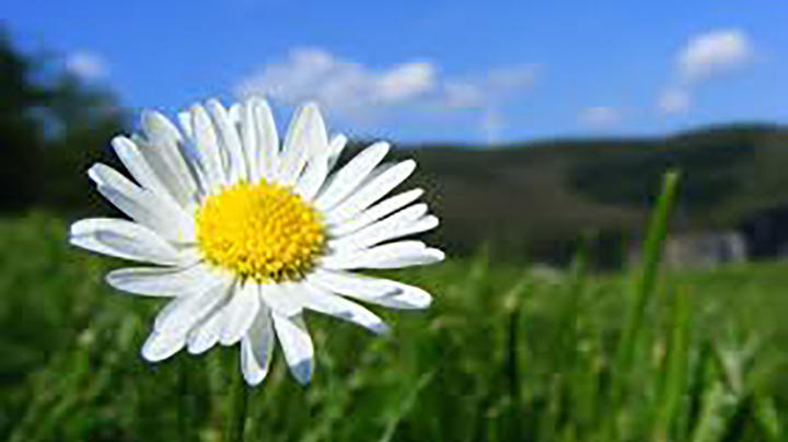 IVECO Eurocargo ML100E220 AUTOTRANSPORTER