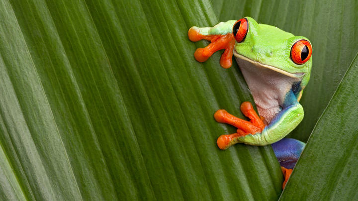 IVECO Daily 35C13 D CIĄGNIK SIODŁOWY