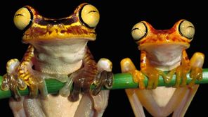 IVECO Eurocargo ML80ENowy WYWROTKA