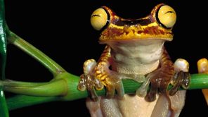 IVECO Eurocargo ML120EL210 CHŁODNIA