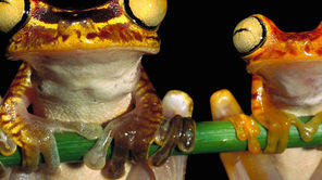 IVECO Eurocargo ML120EL220 AUTOTRANSPORTER