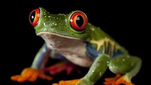 IVECO Eurocargo ML120EL220 AUTOTRANSPORTER