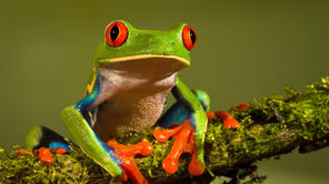 IVECO Eurocargo ML80ENowy WYWROTKA