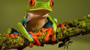 IVECO Eurocargo ML100E160 CHŁODNIA