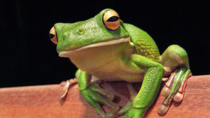 IVECO Daily 35C13 D CIĄGNIK SIODŁOWY