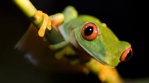 IVECO Daily 35C13 D CIĄGNIK SIODŁOWY