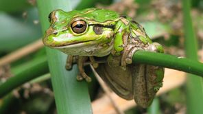 IVECO Eurocargo ML80ENowy WYWROTKA