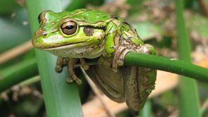 IVECO Eurocargo ML100E210 CHŁODNIA