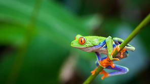 IVECO Eurocargo ML75E160 AUTOTRANSPORTER