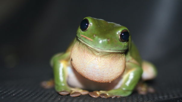 IVECO Eurocargo ML75E220 CHŁODNIA