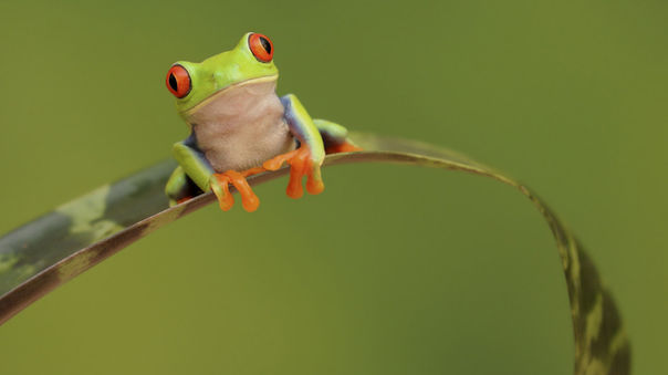 IVECO Daily 35C11 CHŁODNIA