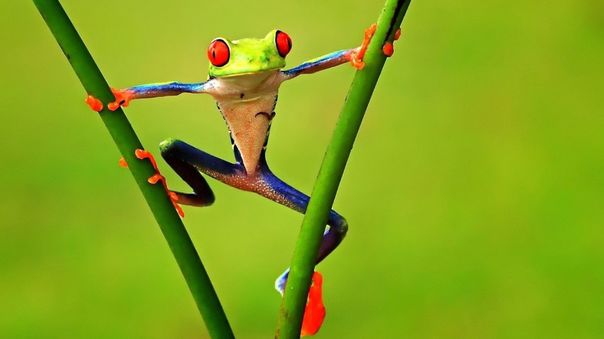 IVECO Eurocargo ML100EDemonstracyjny CHŁODNIA