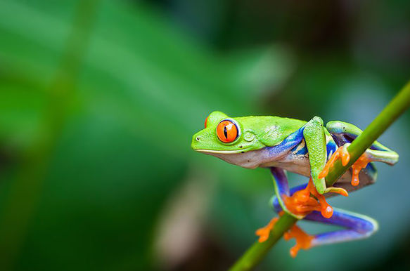 IVECO Eurocargo ML75E160 AUTOTRANSPORTER