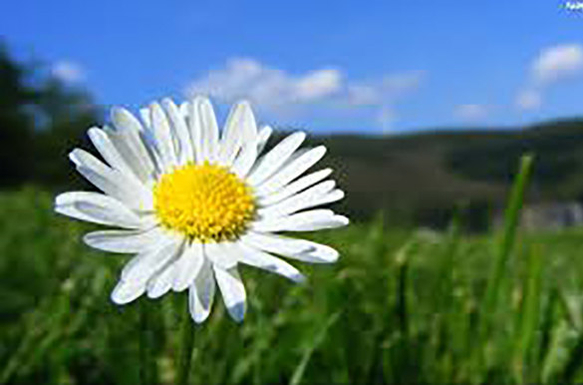 promocja pani dorotka