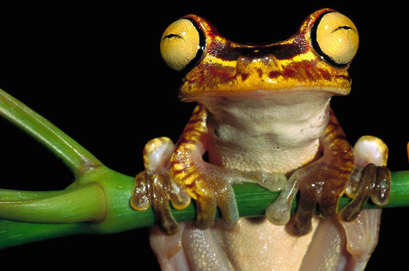 promocja pani dorotka 1